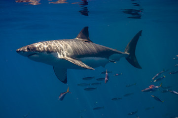 Great White Shark