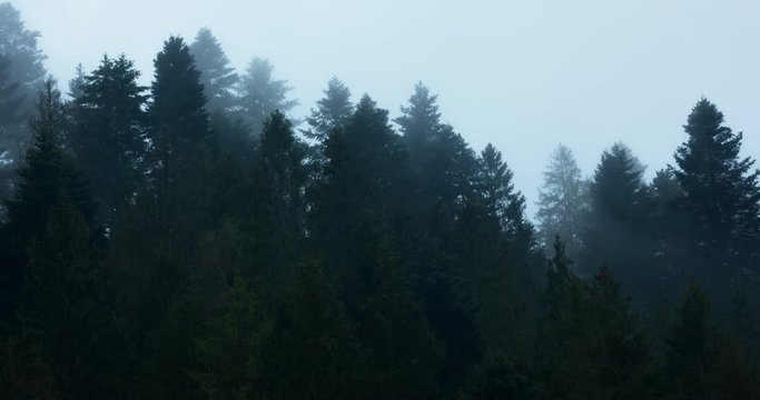 Mist over Temperate Rainforest of the Carpathian Mountains