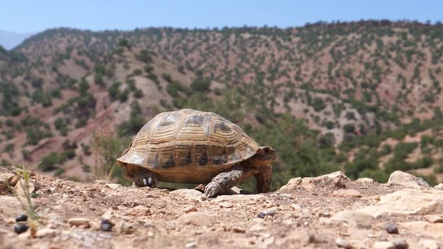 Moroccan tortoise walks away in Morocco, Africa