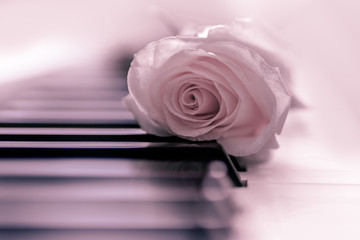 Pink rose on a piano keyboard © Hanna Tor