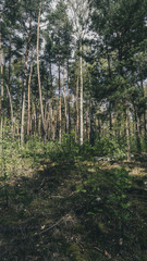 Obraz premium Trees [Vertical]