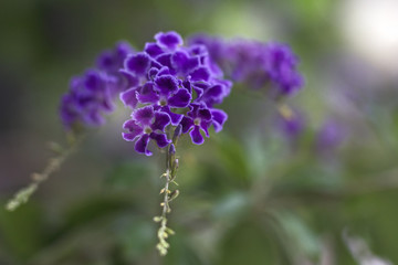 Purple flowers in garden