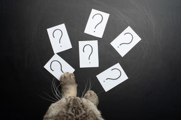 the cat is trying to sneak stickers with a question mark