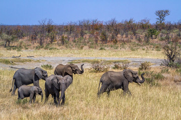 African bush elephant in Kruger National park, South Africa ; Specie Loxodonta africana family of...