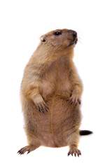 The bobak or steppe marmot on white background