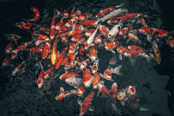 Koi fish in a pond.  Tokyo, Japan