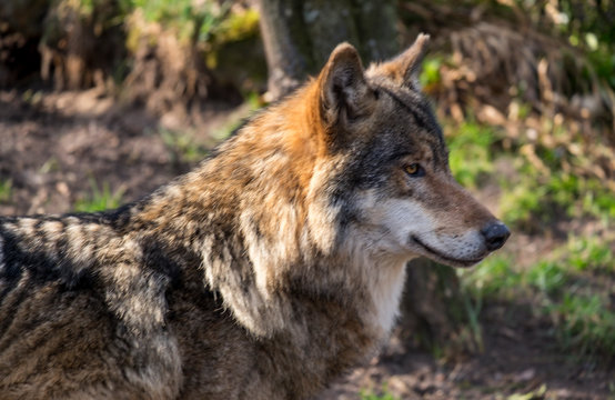 Der Wolf (Canis lupus)