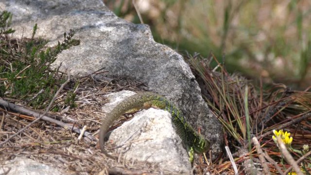 Ocellated lizard moving on a rock in Sil Canyon Spain
