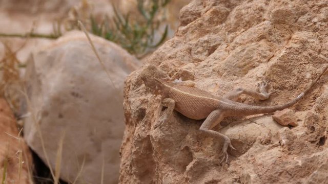 Desert Agama hunting on a rock around Meski in Morocco, Africa