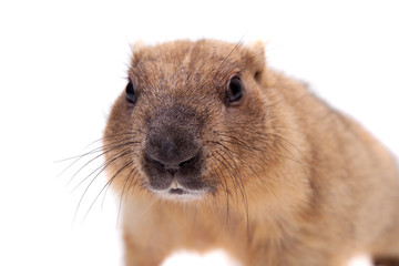 The bobak or steppe marmot on white background