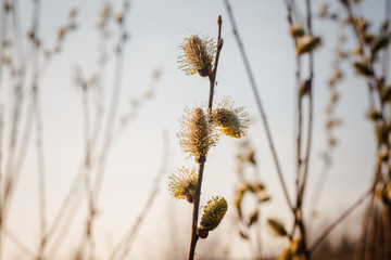 Risen blooming inflorescences male flowering catkin or ament on a Salix alba white willow in early spring before the leaves. Collect pollen from flowers and buds. Honey plants Europe. © Maryna