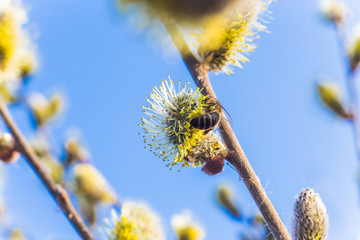 The honey bee collects the pollen from the willow. Not fluffy blooming inflorescences catkins holly willow in early spring before the leaves.