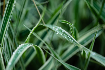 grass with water drops
