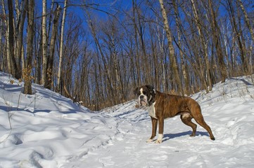Boxer dog walking in the winter forest.