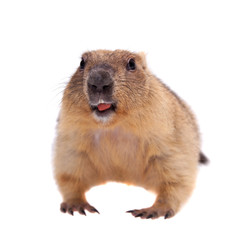 The bobak or steppe marmot on white background