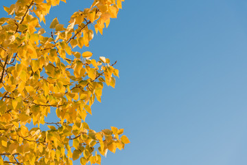 Branches of bright yellow autumn leaves with blue sky background