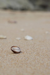 Fototapeta na wymiar shell in the sand