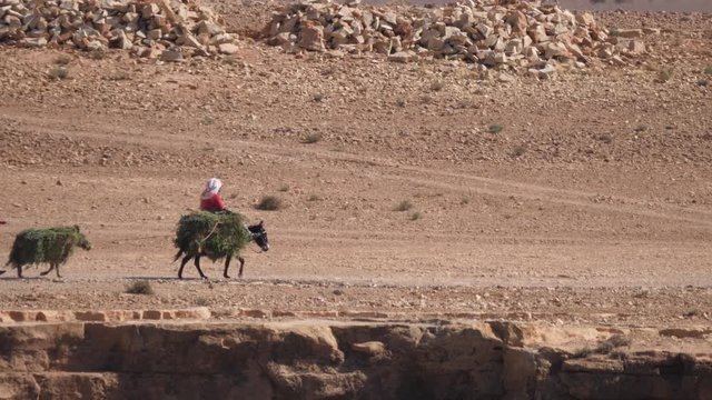 Farmers and donkey carrying grass around Meski in Morocco, Africa