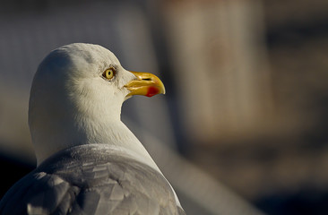 Möwe im Portrait