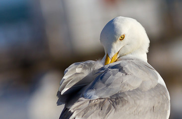 Möwe putzt sich Close up