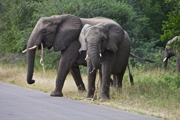 Fototapeta na wymiar African Elephant's