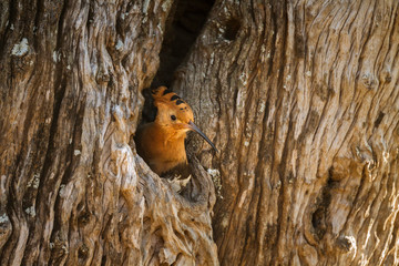African hoopoe in Kruger National park, South Africa   Specie Upupa africana family of Upupidae © PACO COMO