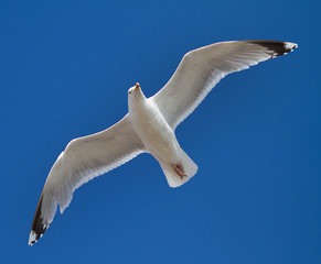 Möwe im Flug