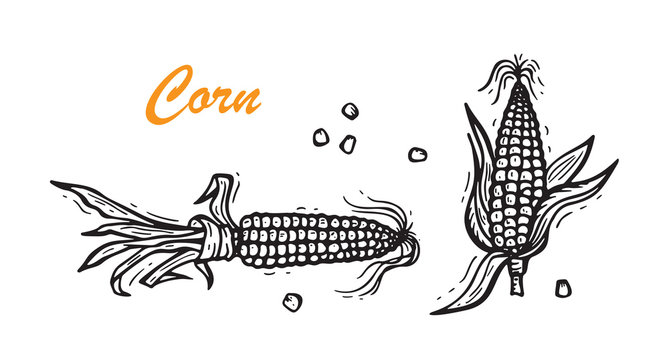 Maize. Vector Vegetable. Hand drawn doodle Corn cobs and corn grains