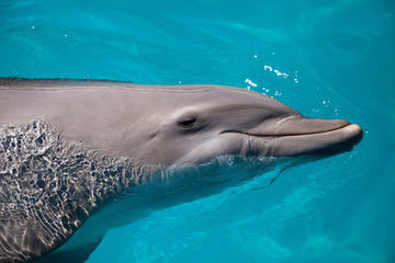 Bottlenose dolphin Tursiops truncatus swims along the shoreline of Key West