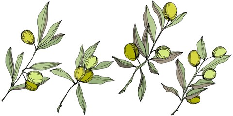 Olive tree in a vector style isolated. Green engraved ink art. Full name of the plant: Branches of an olive tree. Vector olive tree for background, texture, wrapper pattern, frame or border.
