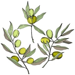 Olive tree in a vector style isolated. Green engraved ink art. Full name of the plant: Branches of an olive tree. Vector olive tree for background, texture, wrapper pattern, frame or border.