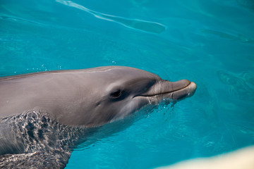 Bottlenose dolphin Tursiops truncatus swims along the shoreline of Key West