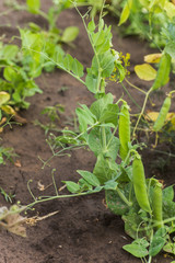 Pisum sativum, pea, garden peas in the garden. Young pea sprouts. Pea pod on bush close-up. Vegetarian food.