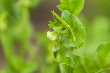 Pisum sativum, pea, garden peas in the garden. Flower pea. Pea pod on a bush close-up. Vegetarian food. Growing peas outdoors.
