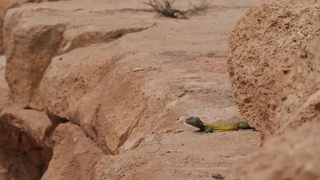 Moroccan Spiny-tailed lizard laying in the sun around Meski in Morocco, Africa