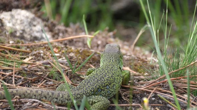 Ocellated lizard moving through the forest in Sil Canyon Spain