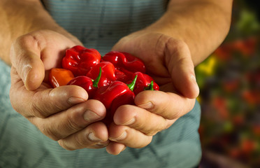 Farmer is holding in his hands a habanero peppers. Vegetables, food