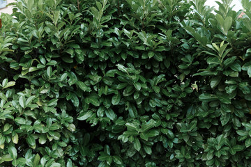 green leaves background