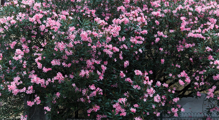 pink flowers in the garden