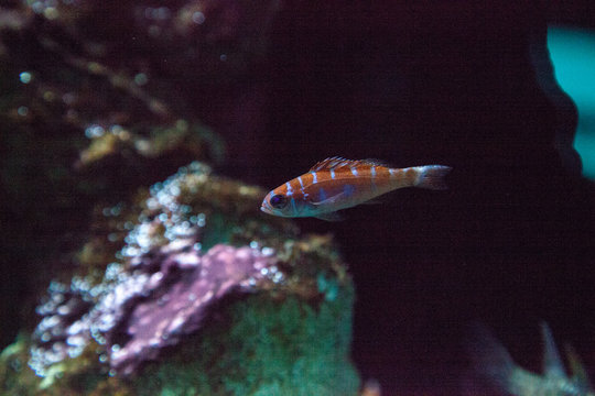 Orange and white striped Catalina Goby Lythrypnus dalli