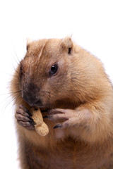 The bobak or steppe marmot on white background