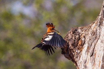 African hoopoe in Kruger National park, South Africa   Specie Upupa africana family of Upupidae © PACO COMO