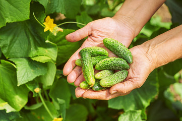 Woman holding cucumber in hands
