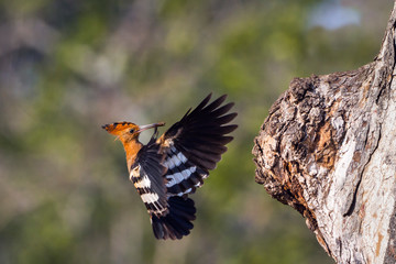 African hoopoe in Kruger National park, South Africa ; Specie Upupa africana family of Upupidae