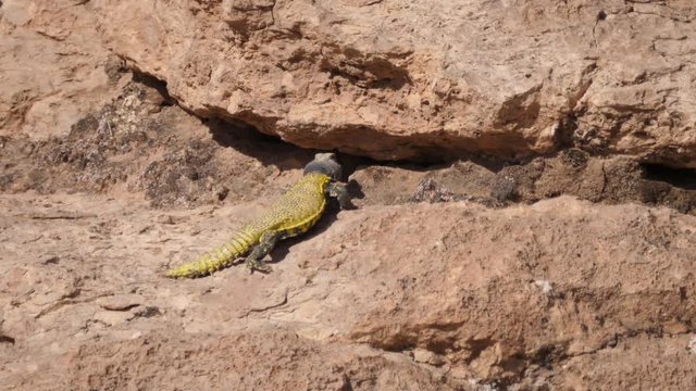 Moroccan Spiny-tailed lizard moving under a rock around Meski in Morocco, Africa