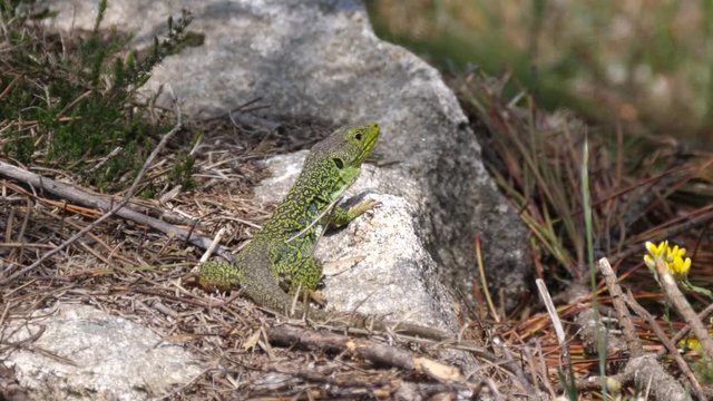 Ocellated lizard hunting for food in the forest in Sil Canyon Spain