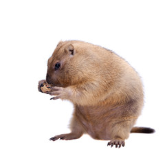 The bobak or steppe marmot on white background