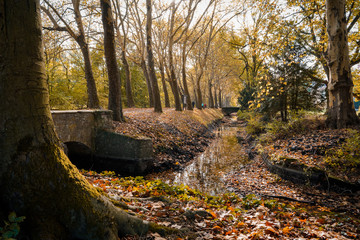 Herbst im Park am Wasser und Schloss. Große, alte Bäume am Graben