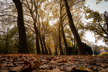 Herbst im Park am Wasser und Schloss. Große, alte Bäume am Graben