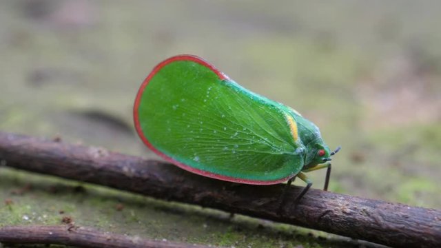 A planthopper on a branch around Sala Falls in Guinea, Africa